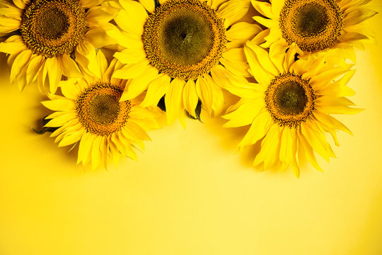 Fototapeta Beautiful sunflowers on yellow background. Yellow flower. Holiday harvest concept