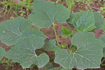 Cucurbita maxima 'Kabocha Group' Vine vinegar to the ground Have a hand to stick to the trunk. On both sides Yellow bell Rough skin Raw meat is quite solid. Flowers are bright yellow.