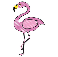 exotic bird flamingo natural vector illustration design