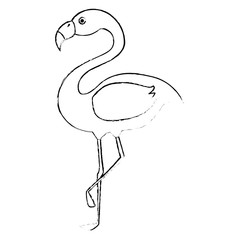 exotic bird flamingo natural