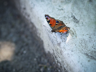Fototapeta na wymiar European Peacock butterfly (Inachis io). Selective focus and shallow depth of field.