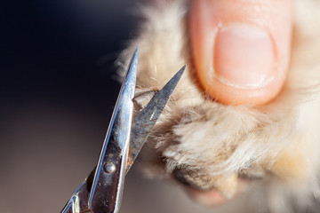 Nail care with a scissor on a dog paw
