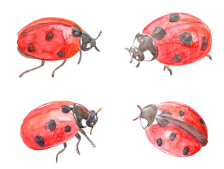 cute collection of ladybugs. watercolor painting