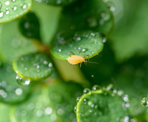 Small aphid on leaf - selective focus with shallow depth of field.