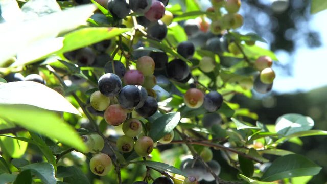blueberries in orchards