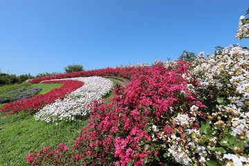 夏の馬見丘陵公園