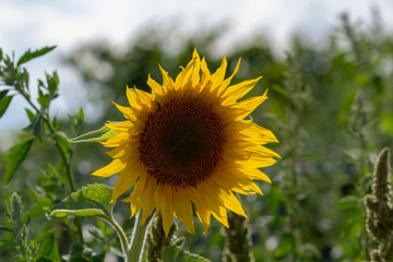 Sonnenblume in der Nahaufnahme im Sonnenuntergang