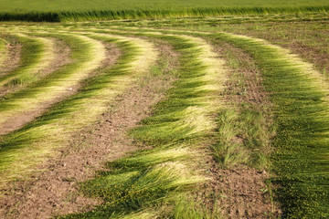 Flax field during harvest at summer day