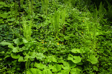 Abstract closeup photo of fern. Natural background. Ecology concept of clear environment. Spring concept. Taken at Carpathian mountains, Ukraine.