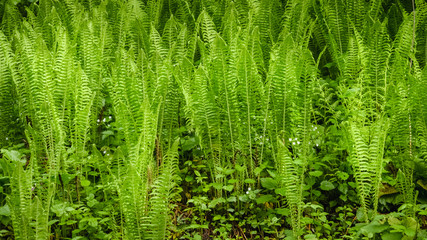 Abstract closeup photo of fern. Natural background. Ecology concept of clear environment. Spring concept. Taken at Carpathian mountains, Ukraine.
