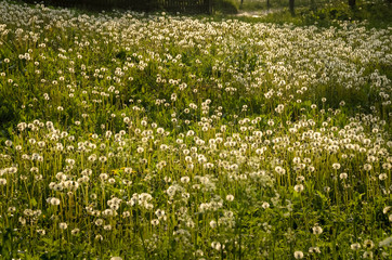 Low angle shot of cute lawn full of blowballs in backlight. Taken at sunny spring evening at Carpathian mountains, Ukraine. Natural background. Spring or summer concept. Warm and carelessness feel.