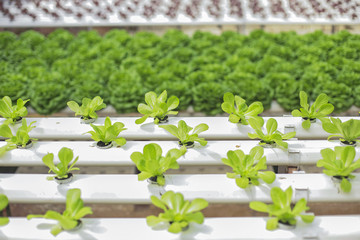 Close up of Organic hydroponic vegetable cultivation farm.