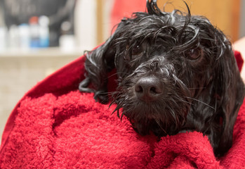 puppy cuddling in blanket after bath