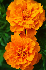 Two beautiful orange marigold flowers (Tagetes) on green leaves background in garden closeup top view image.