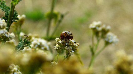 Kartoffelkäfer auf Blume