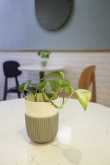 Indoor plant on coffee shop table