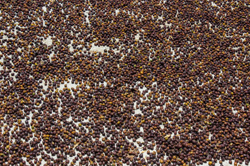 Coffee to the Max