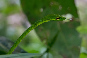 Green Snake Viper