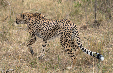 cheetah