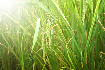 Rice paddy field in asia