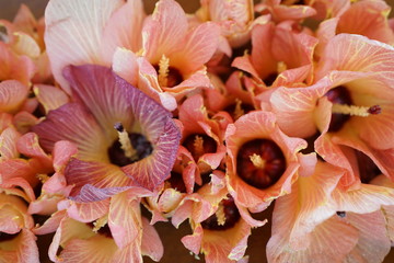 Fototapeta na wymiar Beautiful decoral flowers in the Maldives