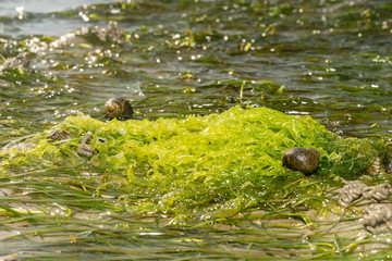 Algen bei Ebbe im Wattenmeer