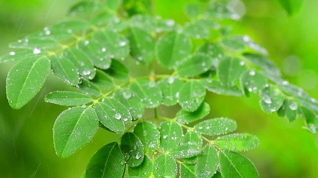 Closeup of moringa tree leaves with rain drops 