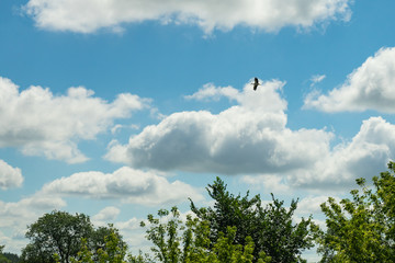 Stork flying over the forest against the blue sky with white clouds.