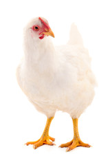  White hen isolated.