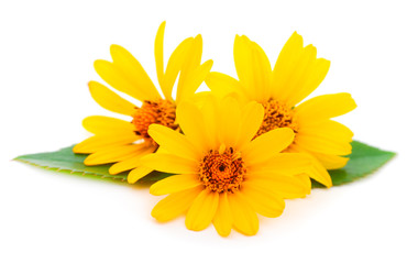 Yellow flower Rudbeckia, (mini sunflower).