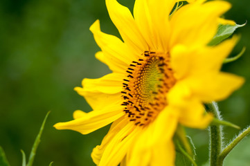 sunflower on a sunny day
