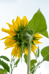 sunflower on a sunny day