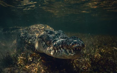 Tuinposter Krokodil onder water © willyam