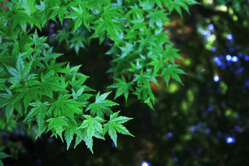 Texture of green leaves and sparkling water