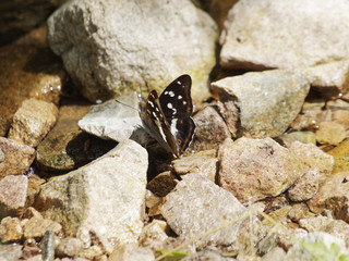 Apatura iris. Le grand mars changeant