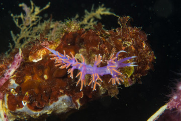  Flabellina ischitana