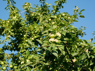 Fototapeta na wymiar Apple tree