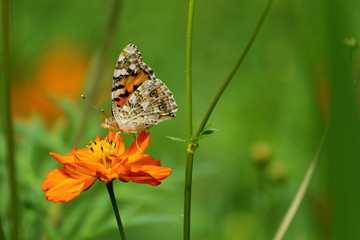 キバナコスモス