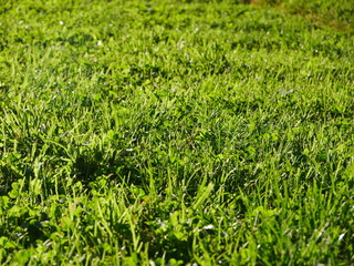 green, green grass 