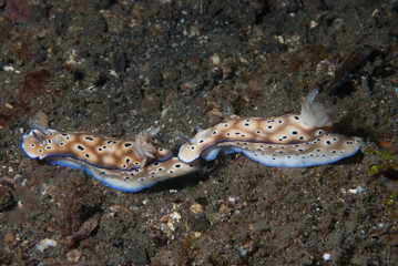 Hypselodoris tryoni Nudibranch