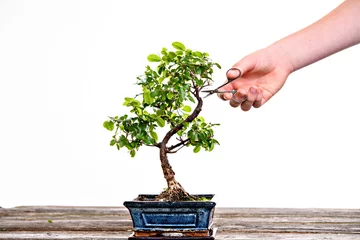 Photo sur Plexiglas Bonsaï bonsaï sagaretie dans un bol bleu sur planche de bois avec la main des jardiniers