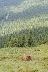 Lying brown cow with large horns on the hillside.