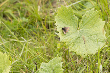 Butterfly mountain pointer with worn wings.