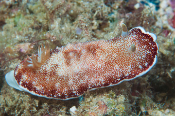 Goniobranchus tinctorius Nudibranch