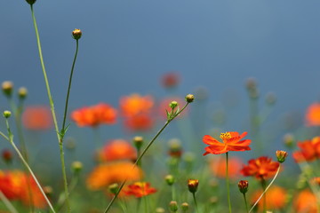 キバナコスモス