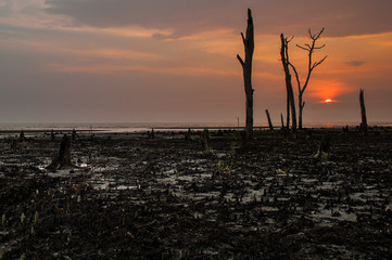 Sunset on a swamp beach