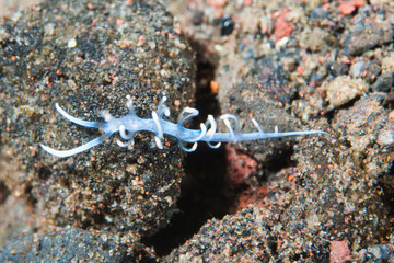 Flabellina bicolor Nudibranch