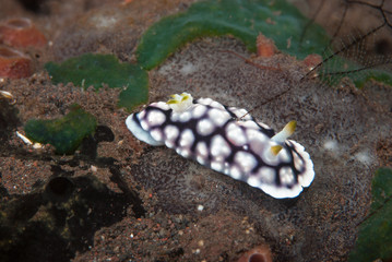Chromodoris geometrica Nudibranch
