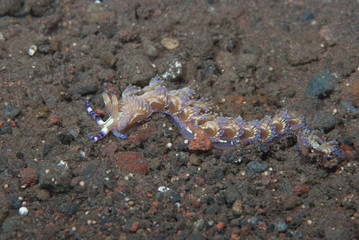 Sea Dragon Nudibranch Pteraeolidia ianthina