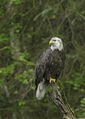Bald eagle on a perch
